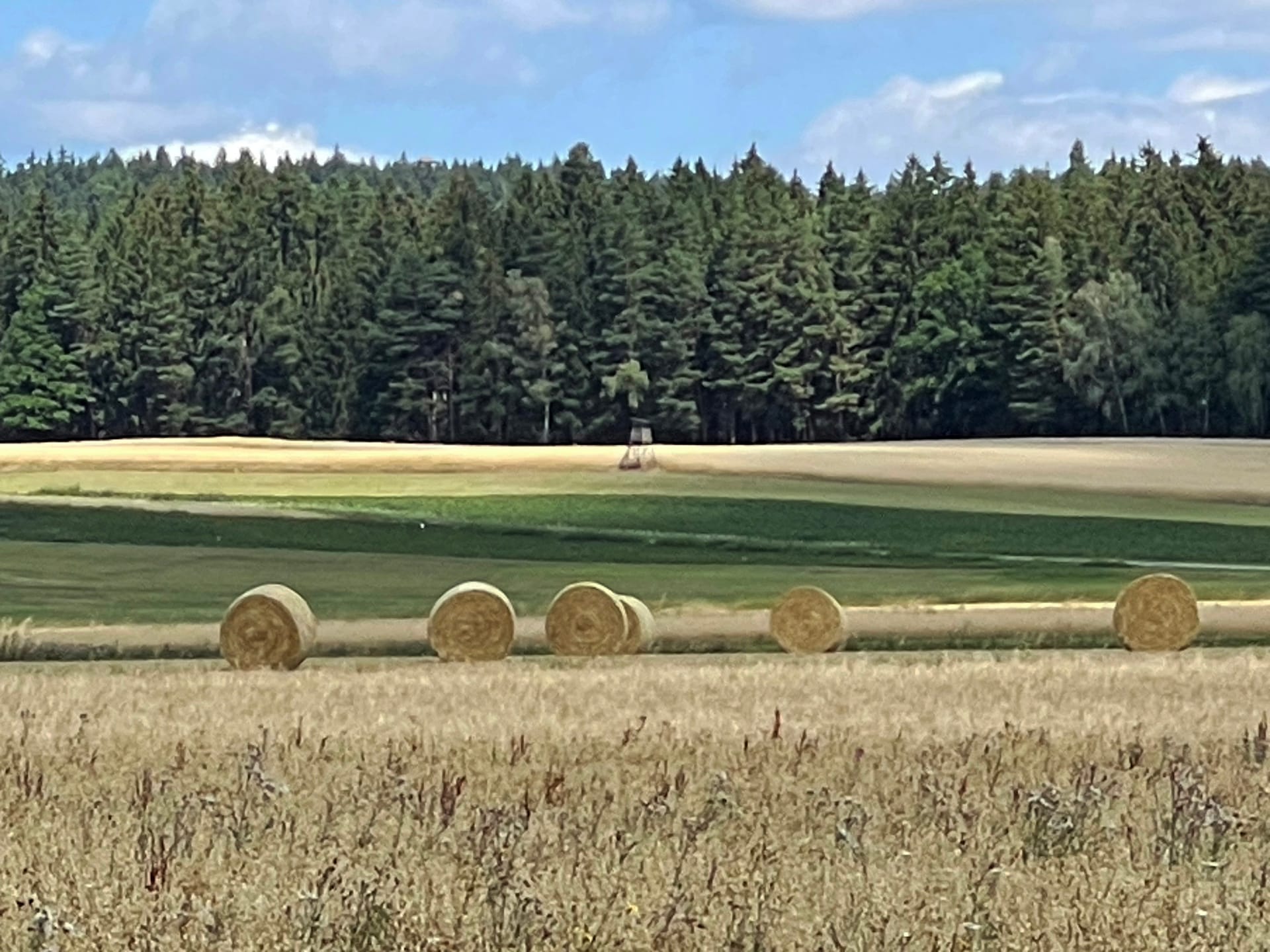 Feld mit Heuballen am Waldrand