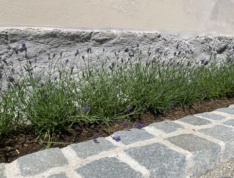 Lavendelbeet entlang der Hausmauer neben Pflastersteinen