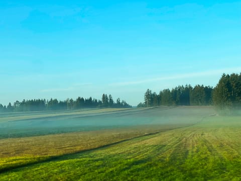Nebliges Feld vor Wald im Morgenlicht