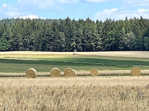 Heuballen auf abgeerntetem Feld vor Wald